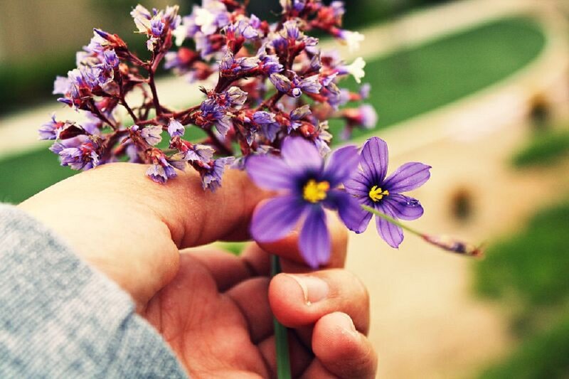 Hand Holding Purple Flowers — Calm