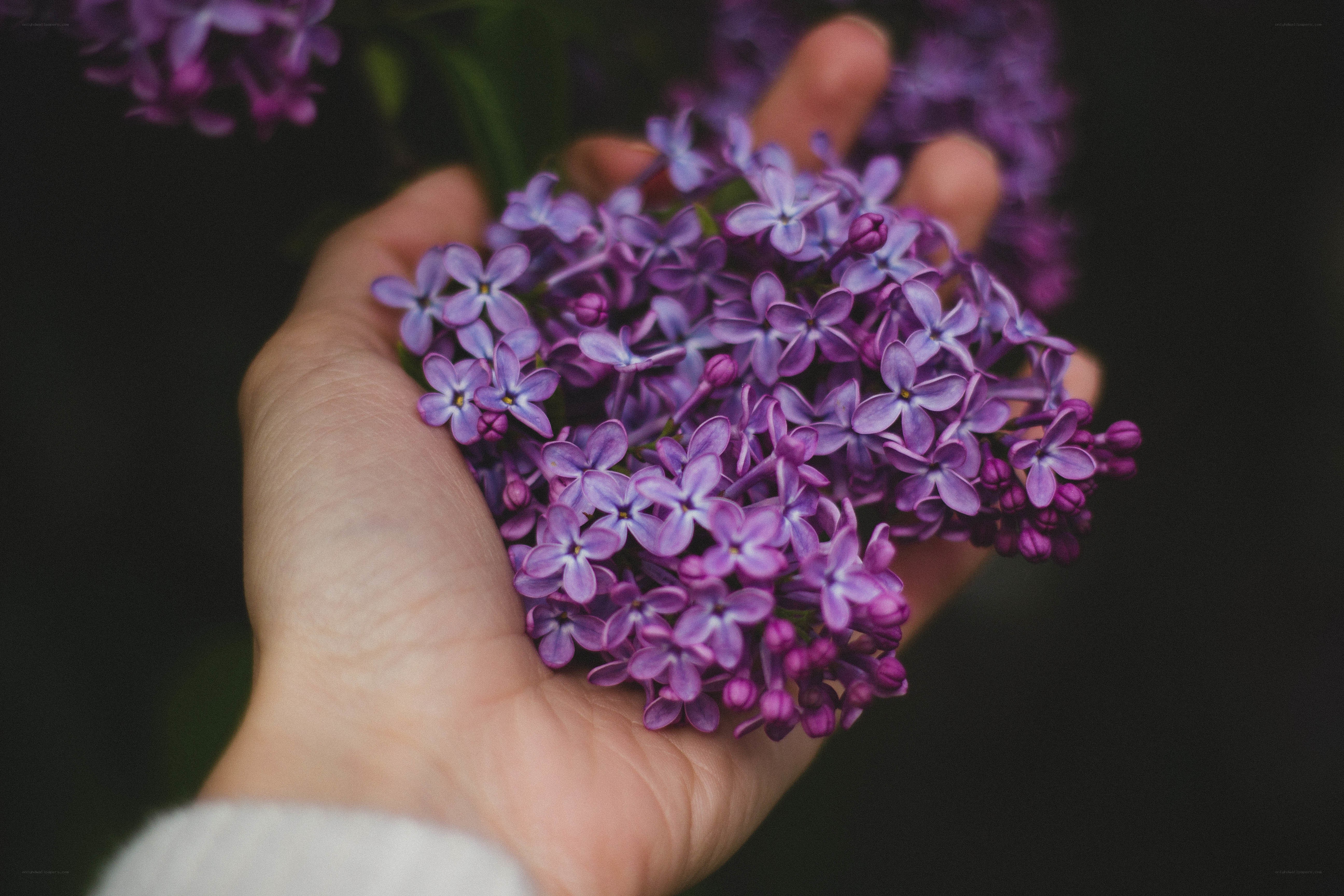 Hand holding purple flowers