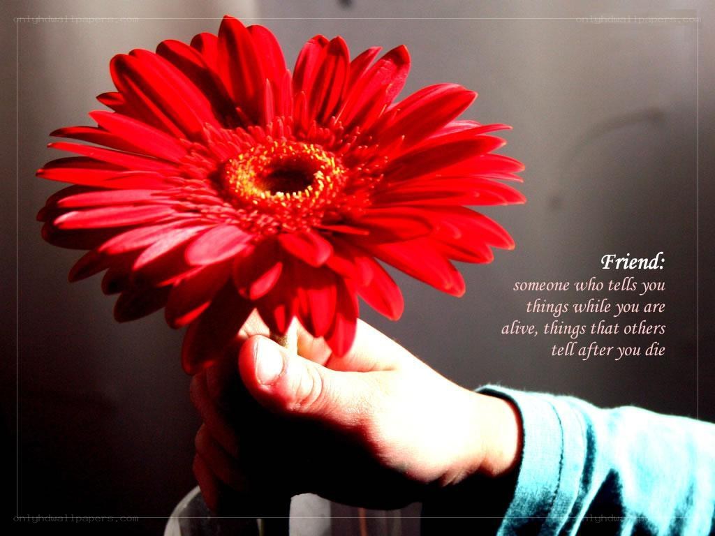 Hand holding red flower
