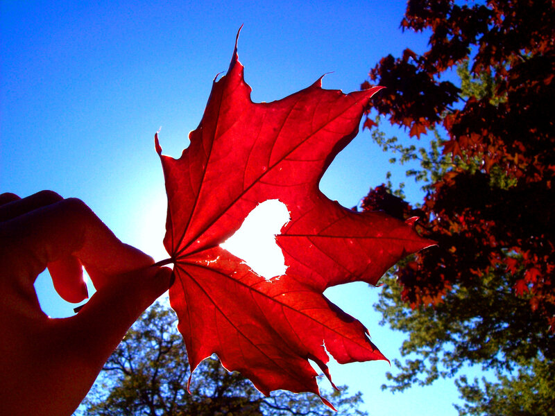 Hand Holding Red Leaf — Serene