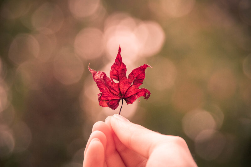 hand holding red leaf