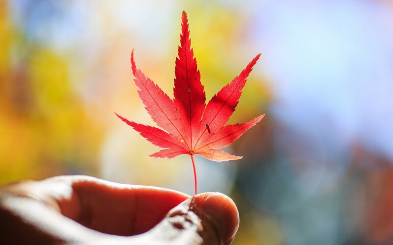 Hand holding red maple leaf