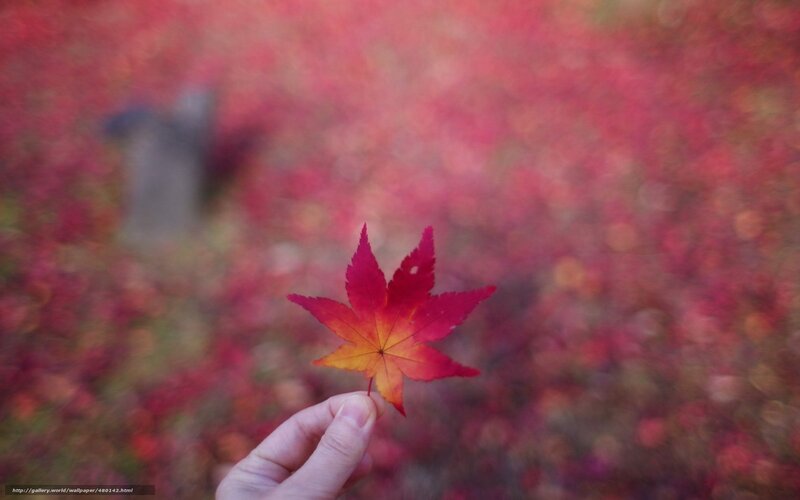 hand holding red maple leaf