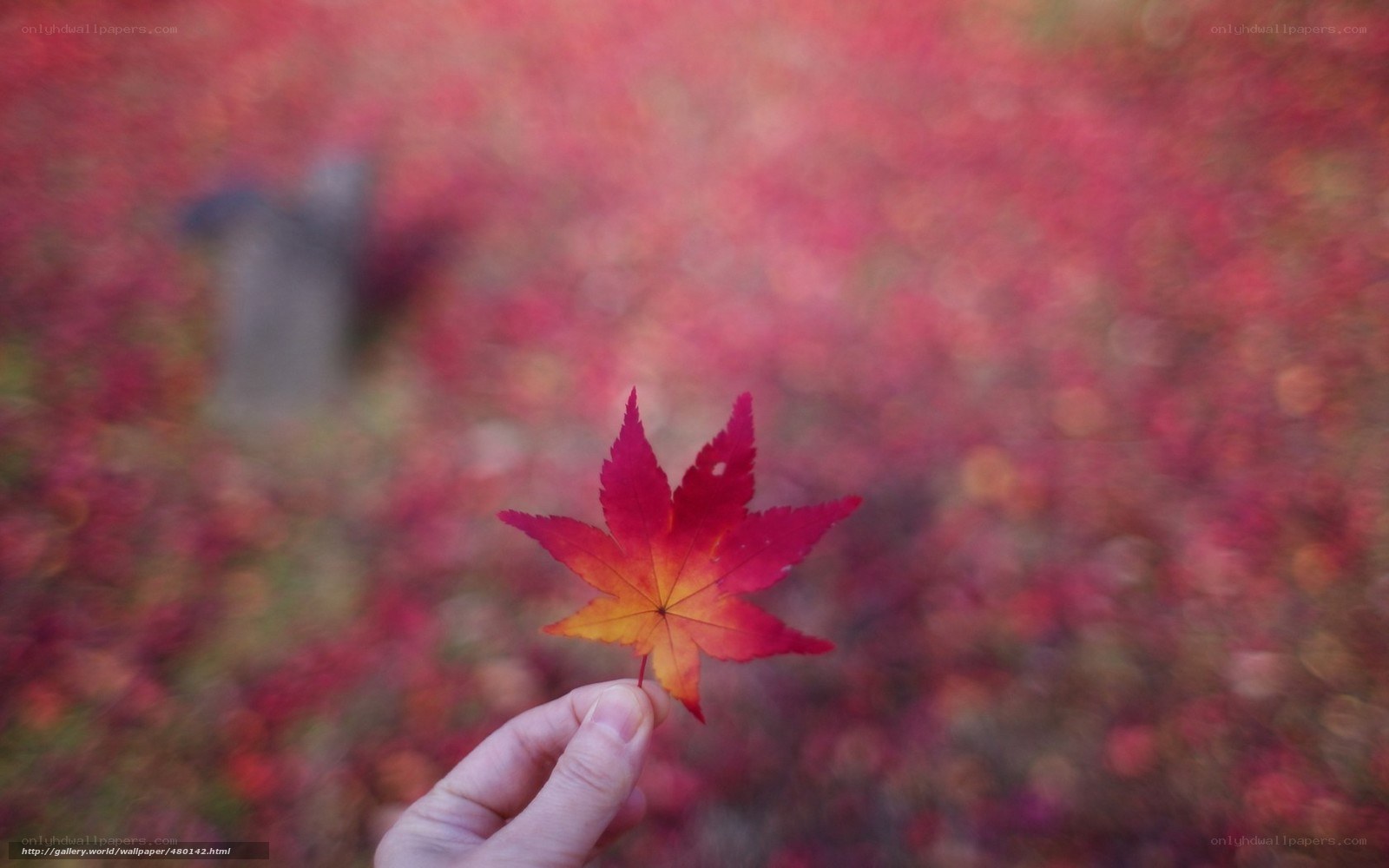 hand holding red maple leaf