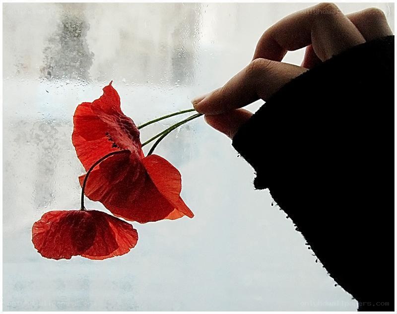 hand holding red poppies