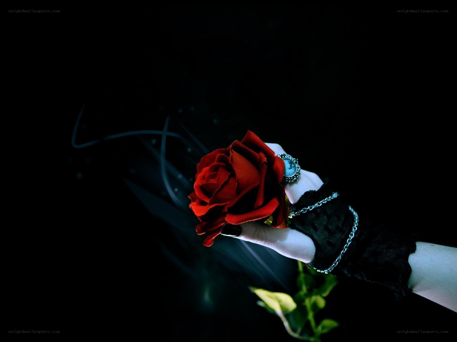 hand holding red rose