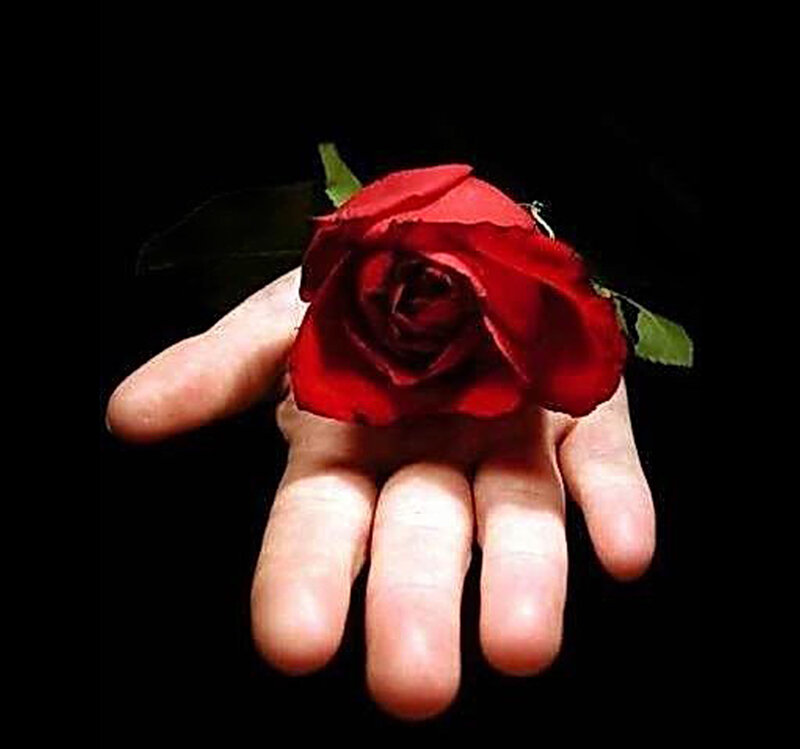 hand holding red rose