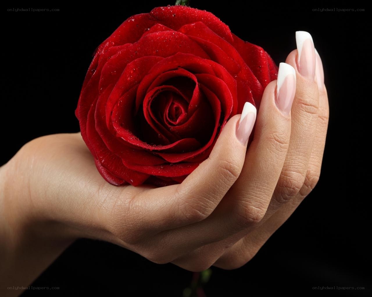 Hand holding red rose