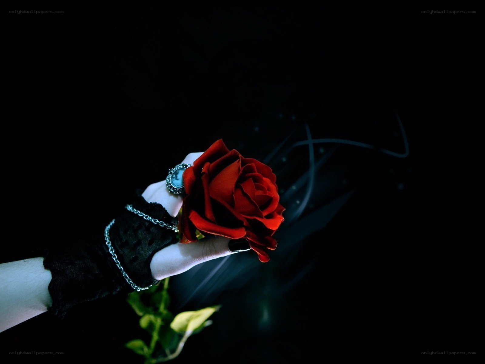 hand holding red rose