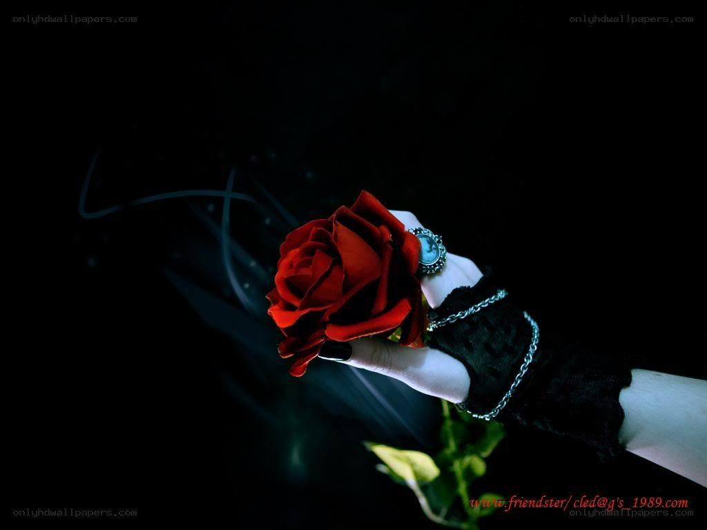 hand holding red rose