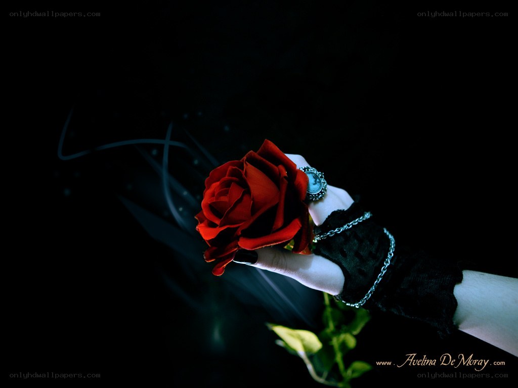 hand holding red rose