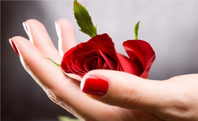 Hand Holding Red Rose — Calm, Photograph, Leaf