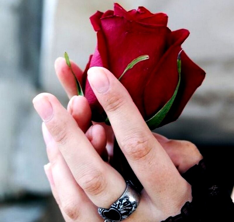 Hand Holding Red Rose — Calm, Photograph, Ring