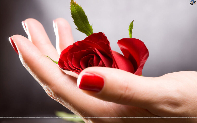 Hand Holding Red Rose — Calm, Photograph
