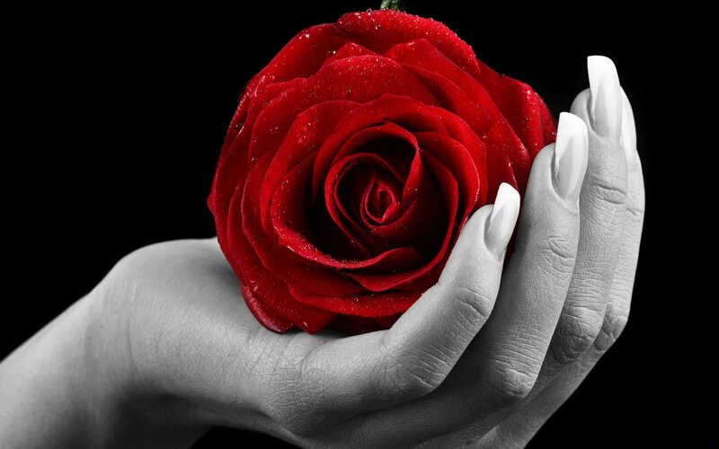 Hand Holding Red Rose — Dramatic, Photograph, Black Background