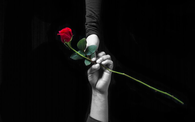 Hand Holding Red Rose — Dramatic, Photograph, Dark Background