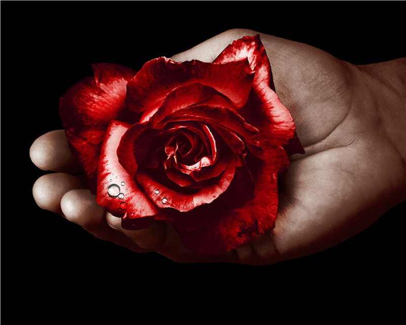 Hand Holding Red Rose — Dramatic, Photograph, Droplets