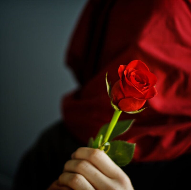 Hand Holding Red Rose — Dramatic, Photograph, Fabric