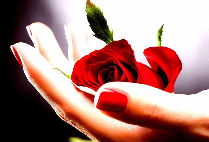 Hand Holding Red Rose — Dramatic, Photograph, Leaf, Nail Polish