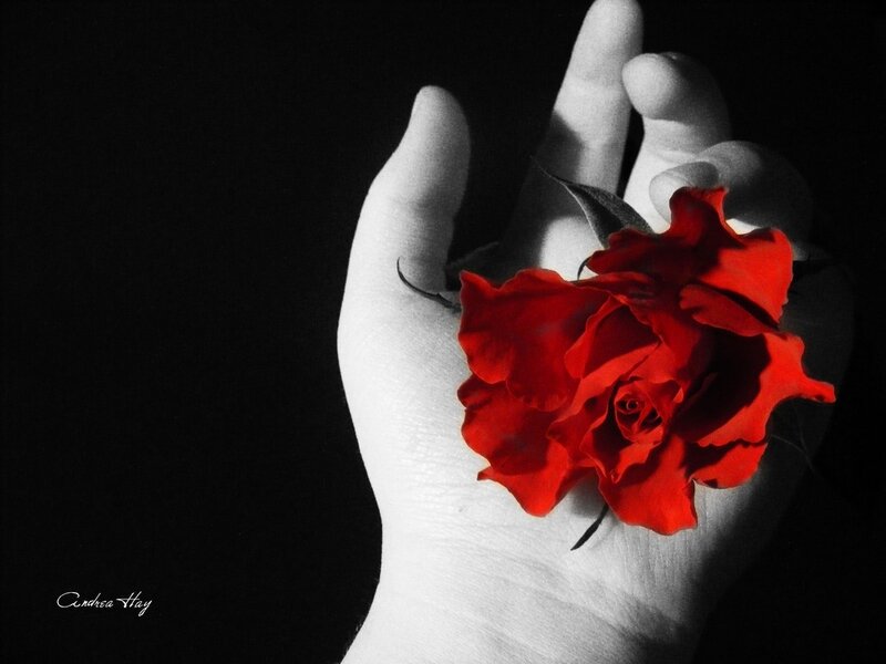 Hand Holding Red Rose — Dramatic, Photograph, Leaf