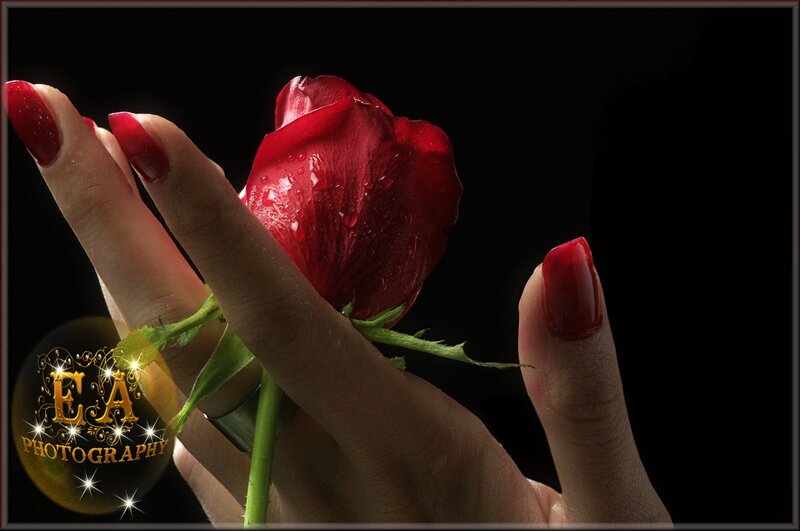 Hand Holding Red Rose — Dramatic, Photograph, Nail Polish, Stem