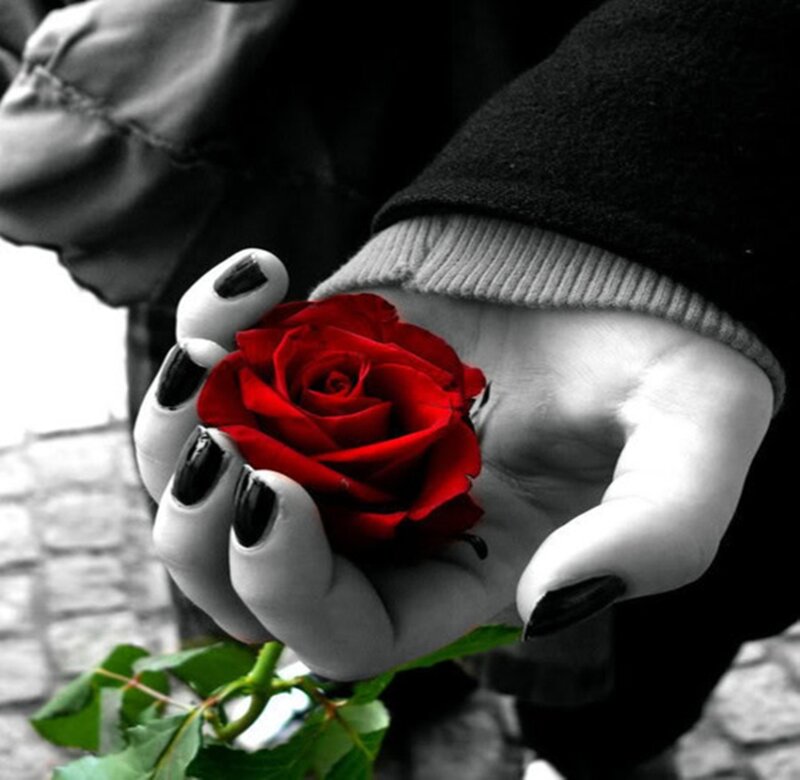 Hand Holding Red Rose — Dramatic, Photograph, Nail Polish, Sweater