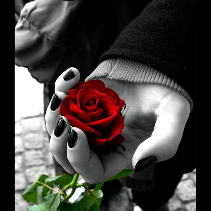 Hand Holding Red Rose — Dramatic, Photograph, Nail Polish