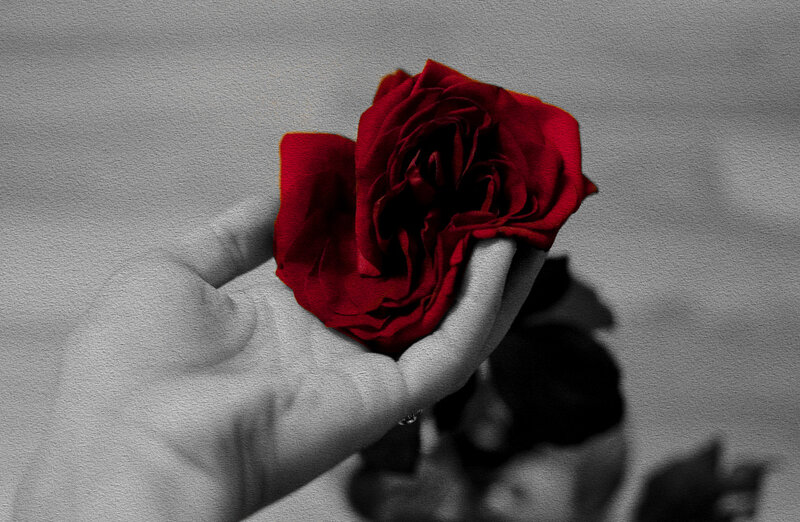 Hand Holding Red Rose — Dramatic, Photograph, Shadow