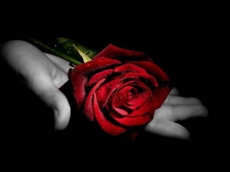 Hand Holding Red Rose — Dramatic, Photograph, Stem