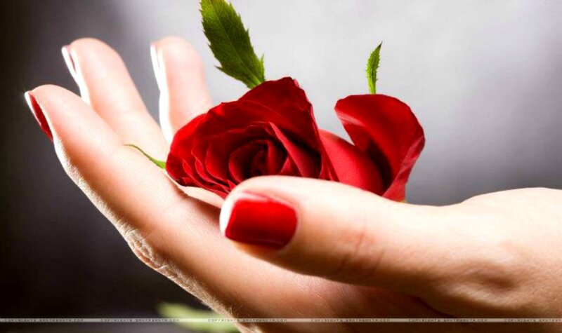 Hand Holding Red Rose — Serene