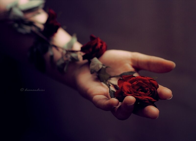 Hand Holding Red Roses — Dramatic