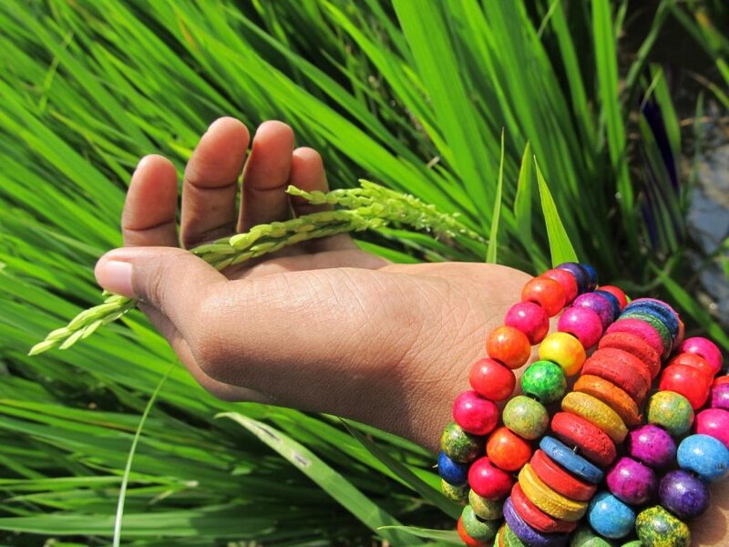 Hand Holding Rice Plant