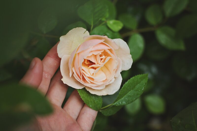 Hand Holding Rose Flower