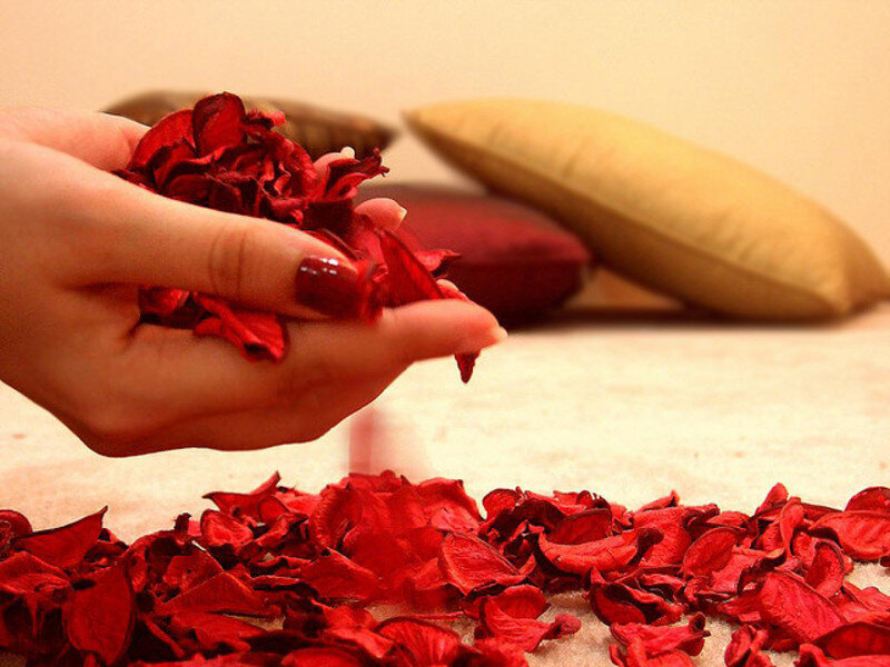Hand Holding Rose Petals — Red, Calm