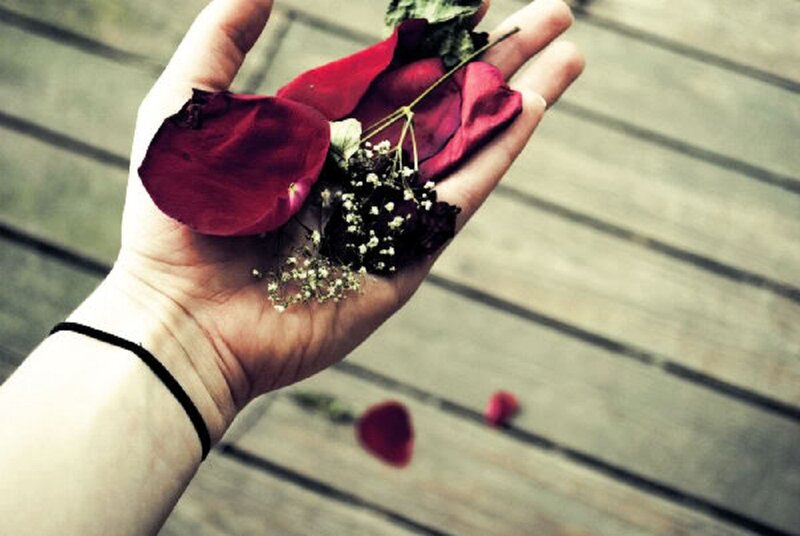 Hand Holding Rose Petals — Red