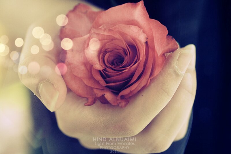 Hand Holding Rose — Pink, Serene