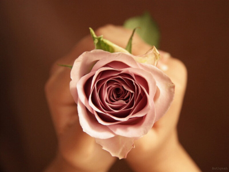 Hand Holding Rose — Pink