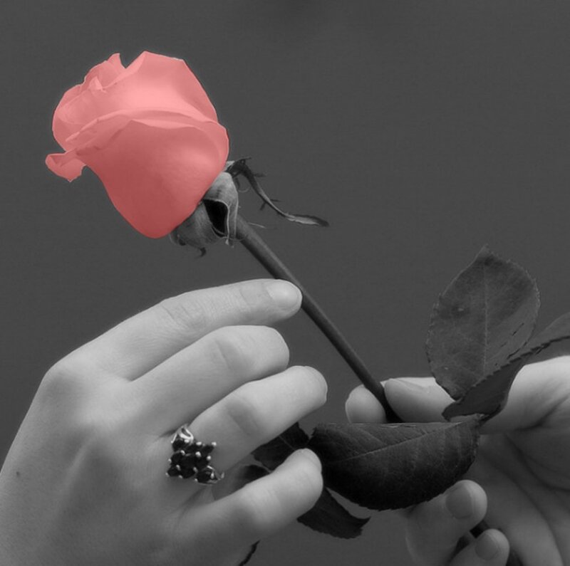 Hand Holding Rose — Red, Calm