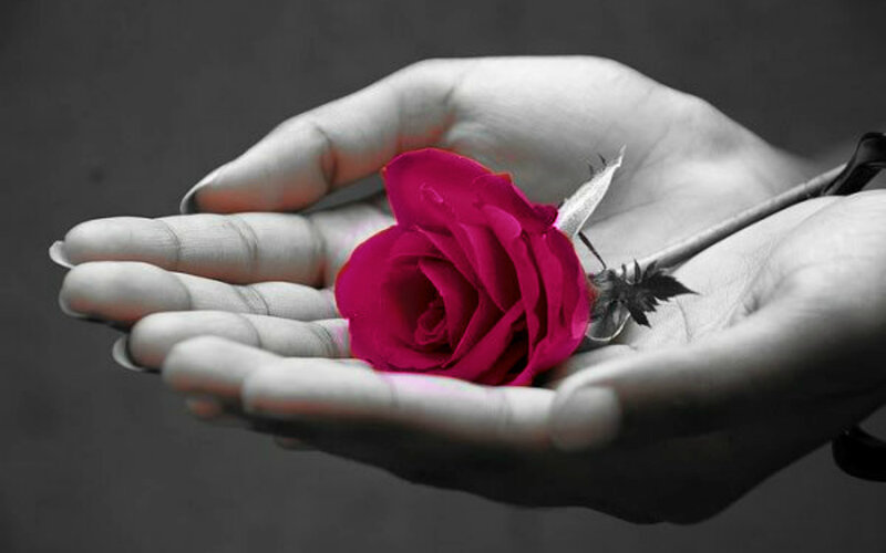 Hand Holding Rose — Red, Dramatic