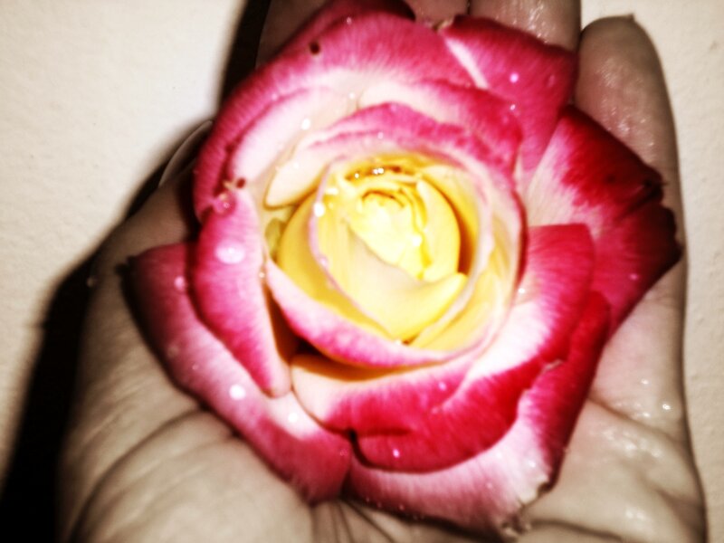 Hand Holding Rose