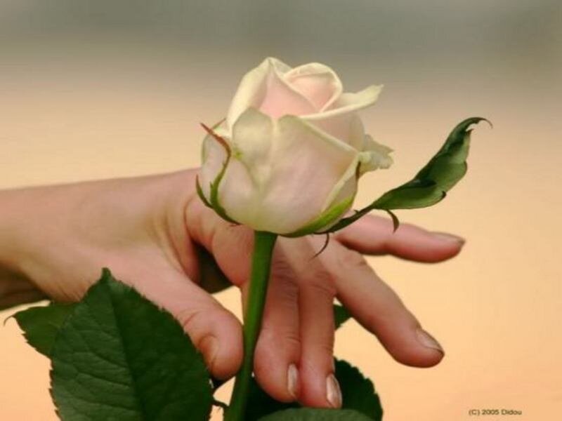 Hand Holding Rose — White