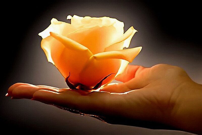 Hand Holding Rose — Yellow
