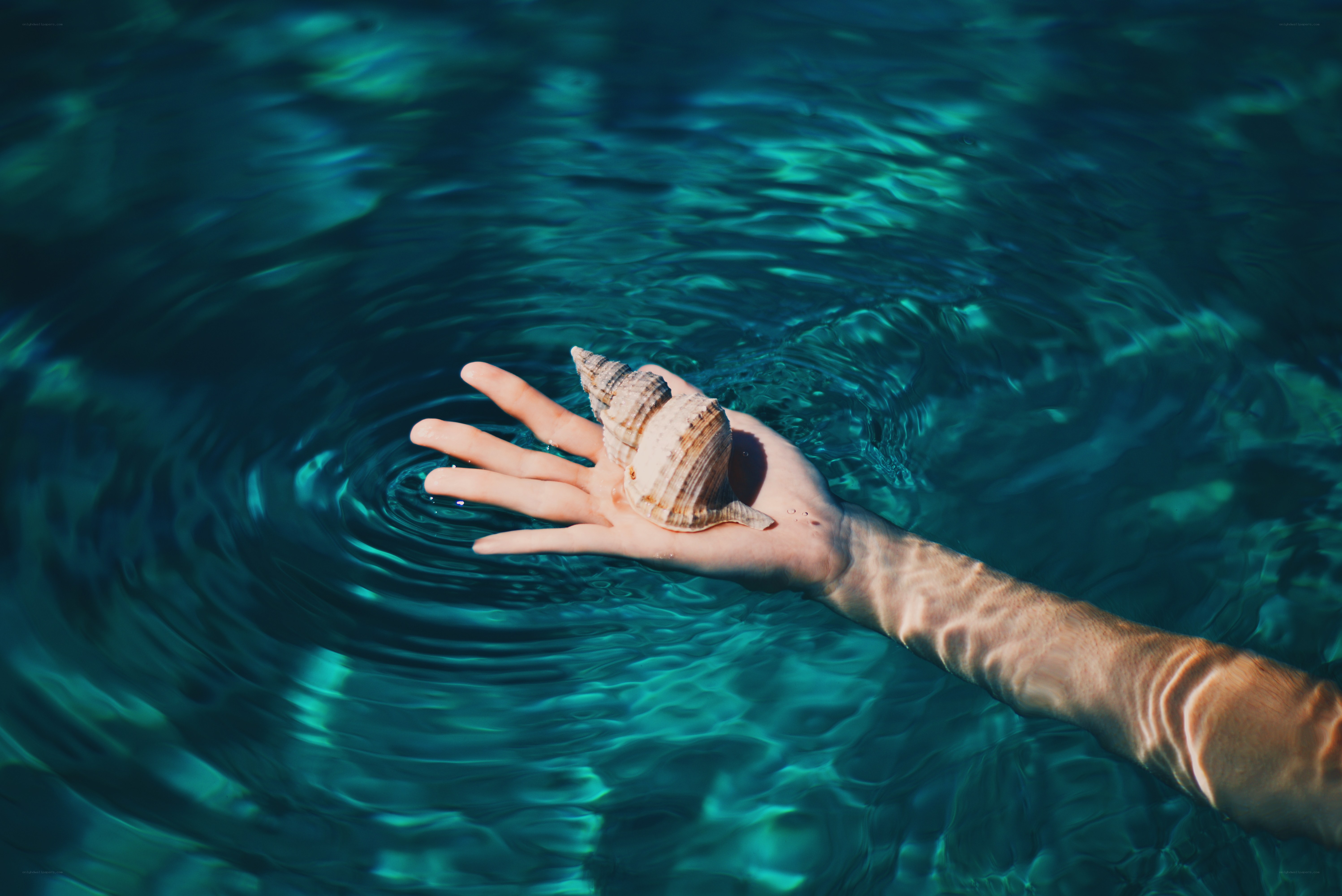 hand holding shell in water