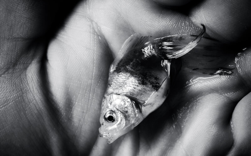 Hand holding small fish