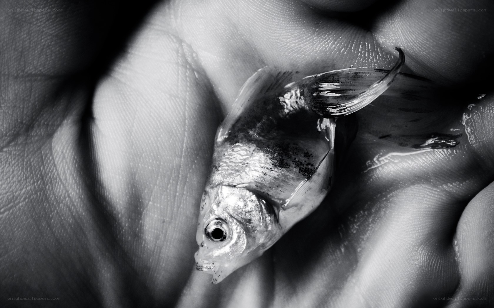 Hand holding small fish