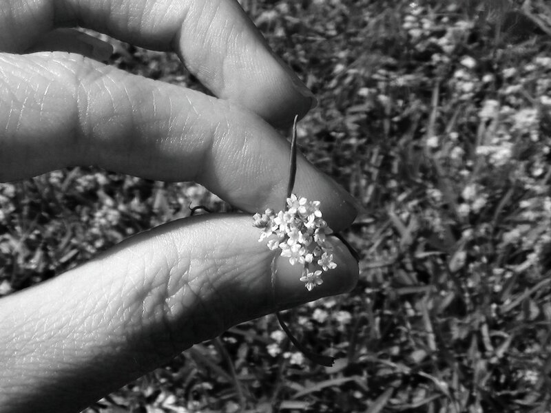 Hand Holding Small Flower