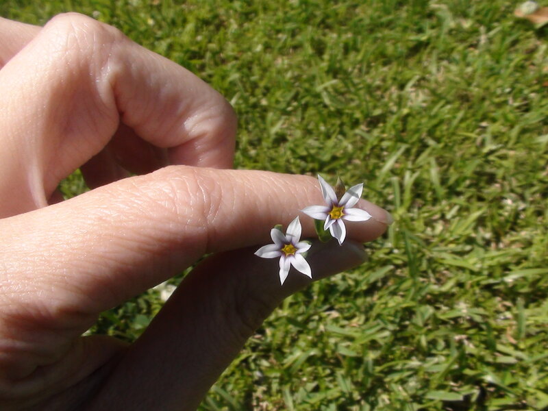 Hand Holding Small Flowers — Green
