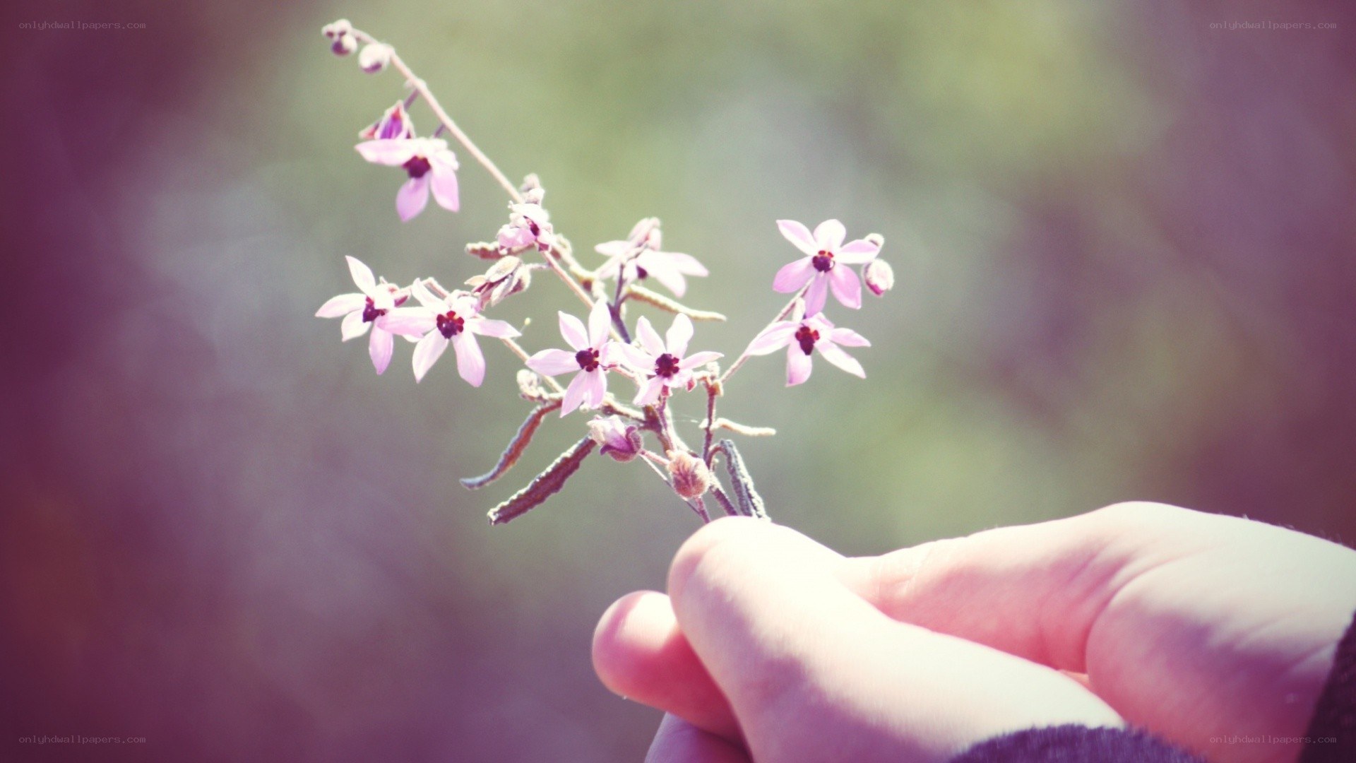 hand holding small purple flowers