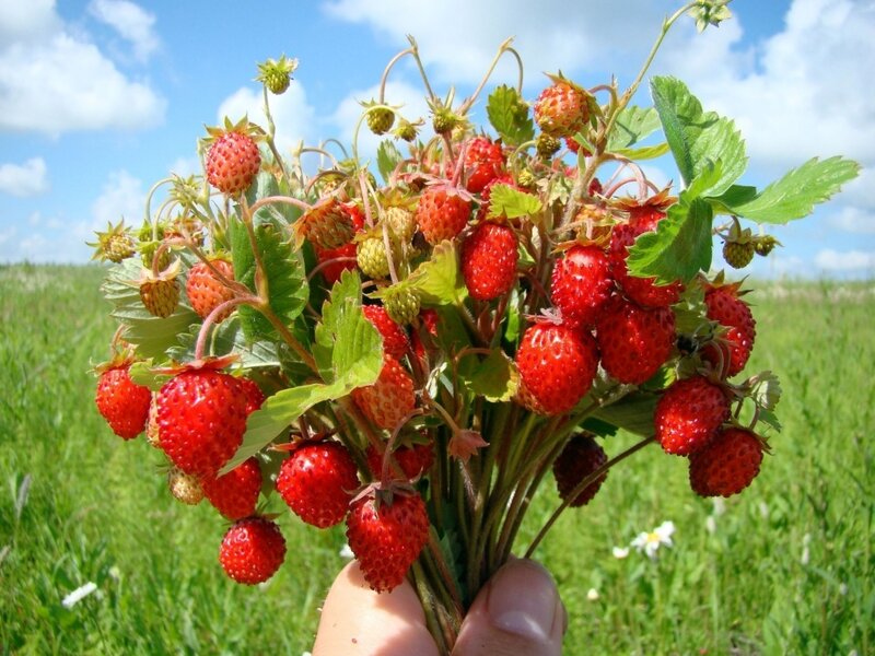 Hand Holding Strawberries — Red