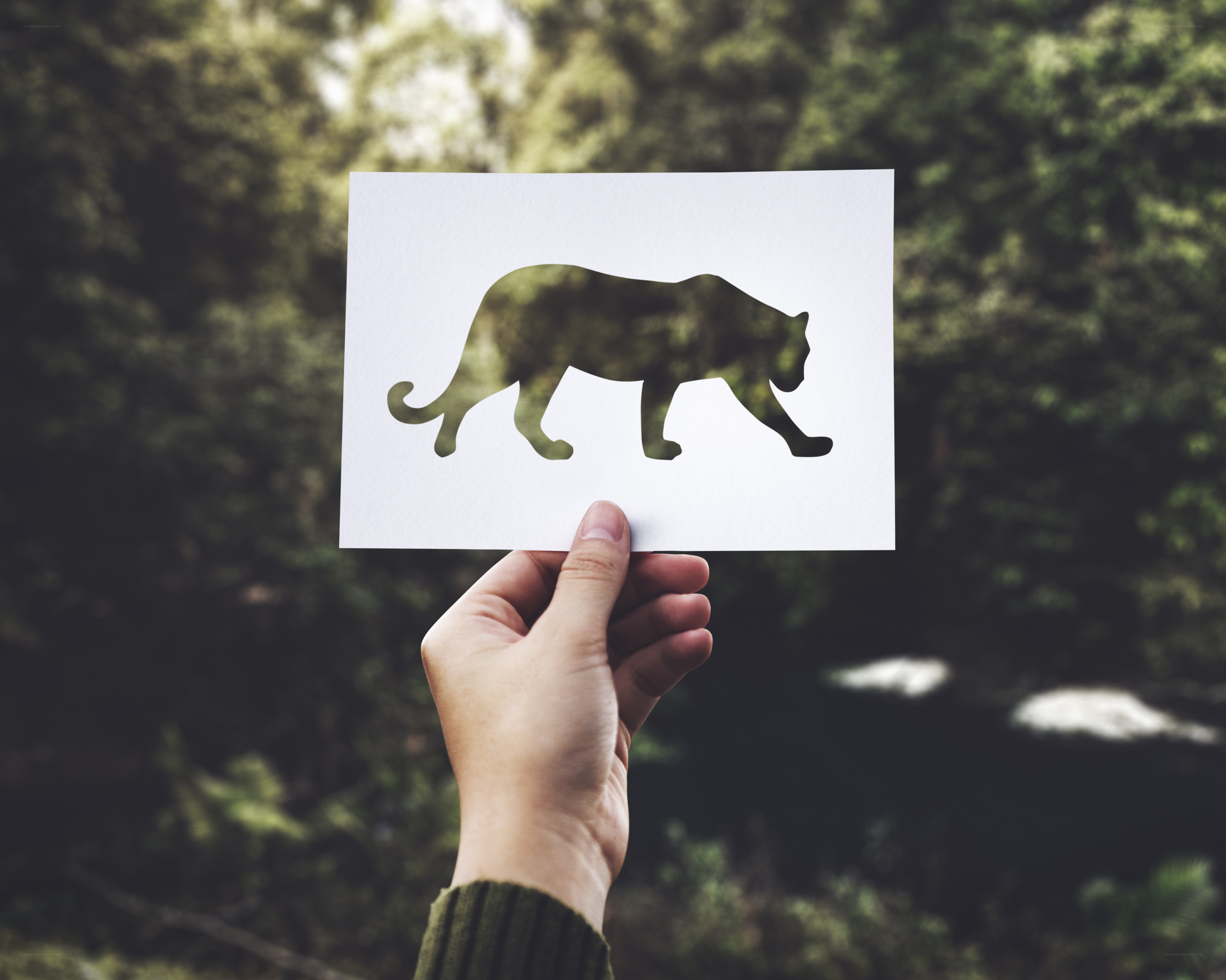 hand holding tiger cutout